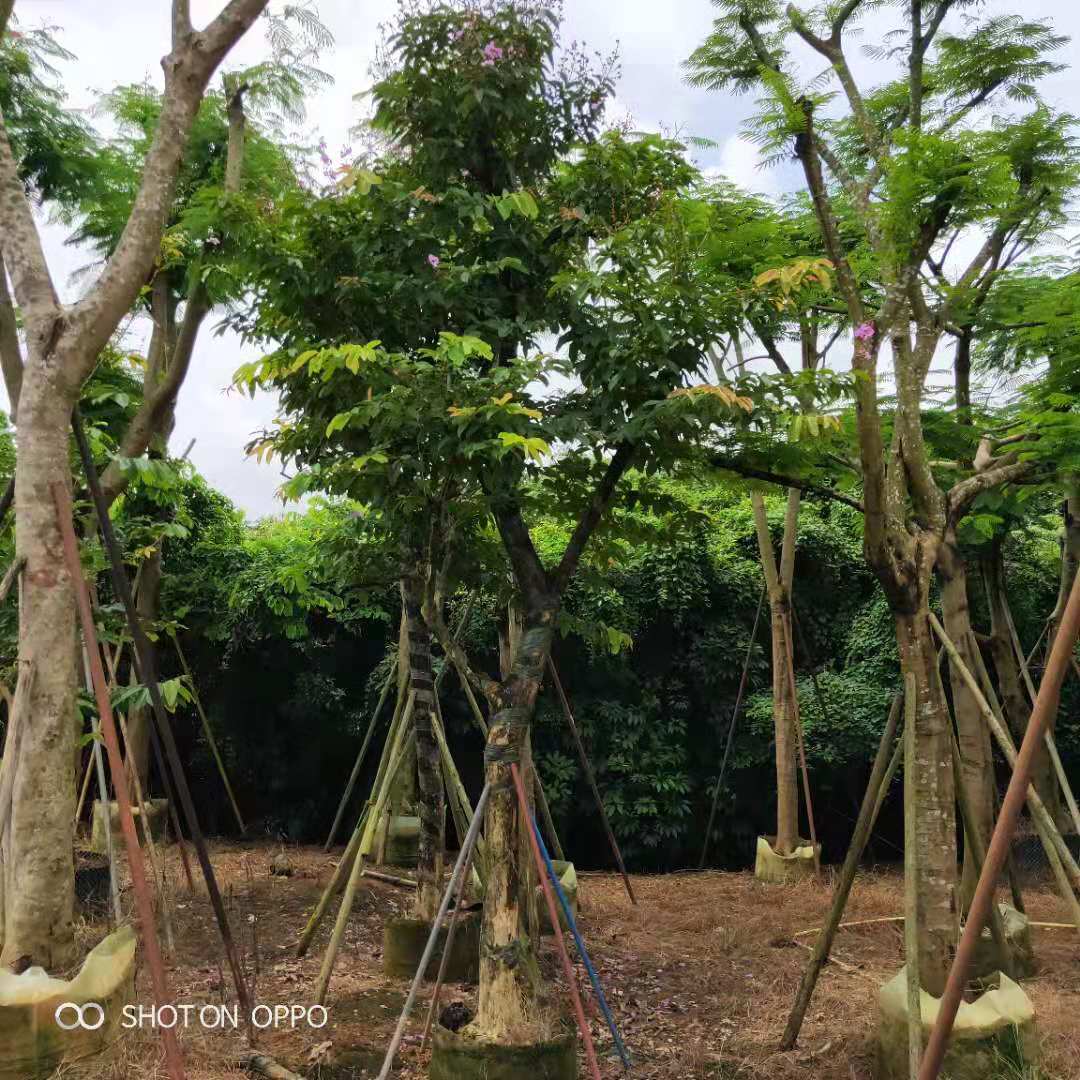 大葉紫薇的功效 養(yǎng)殖基地 揭陽大葉紫薇