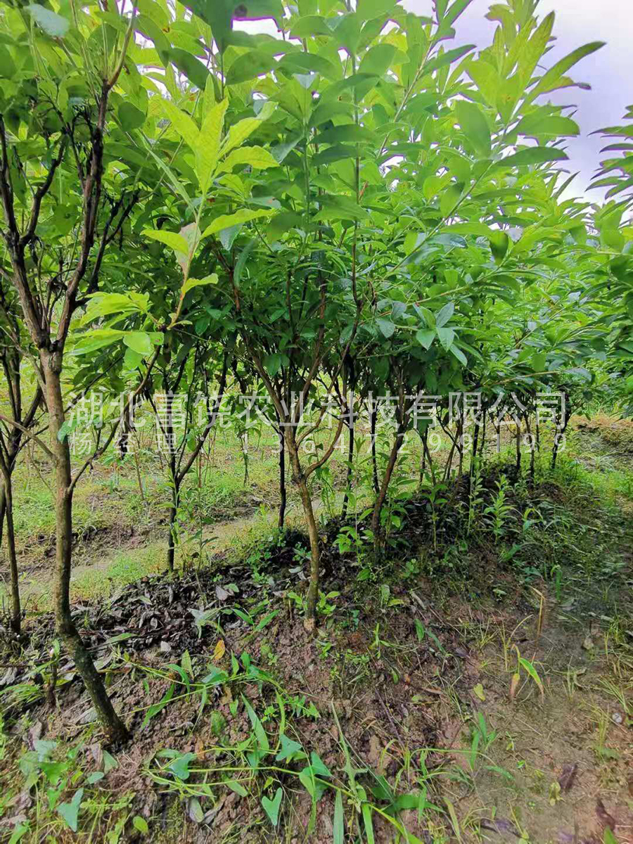 出售湖北隨州富饒農(nóng)業(yè) 黃*鬧羊花羊躑躅8年馴化苗移栽8年熟樁特大樹苗樹樁基地直銷