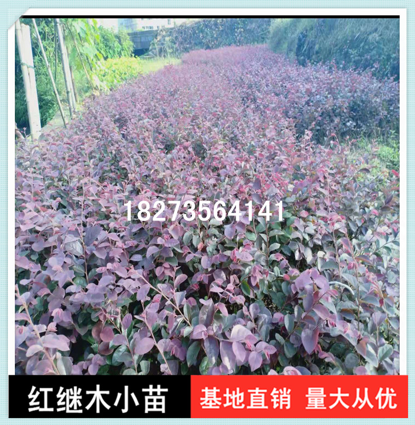 長期供應(yīng)紅繼木小苗基地直銷就選天行綠茵草皮基地，湖南優(yōu)質(zhì)紅繼木小苗批發(fā)價(jià)價(jià)格，品種純正，成活率高，量大從優(yōu)