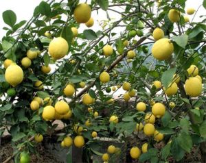 出售*無籽香水檸檬苗 四季檸檬 果豐果苗