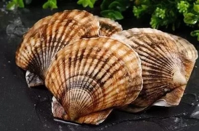 杭州新鮮扇貝出售，歡迎來電咨詢