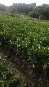廣東沃柑苗種植基地-廣西沃柑苗批發(fā)價格【靈山縣武利鎮(zhèn)萬鋒果苗種植場】