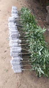 廣西荔枝苗價格、種植基地、批發(fā)【靈山縣武利鎮(zhèn)萬鋒果苗種植場】