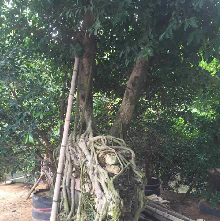 福建小葉榕樹(shù)廠家-供應(yīng)商-批發(fā)