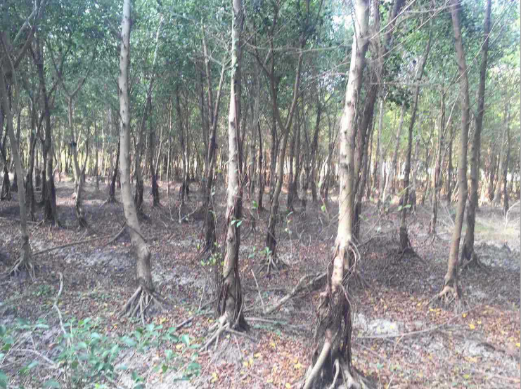 福建小葉榕樹(shù)苗廠家-供應(yīng)商-批發(fā)