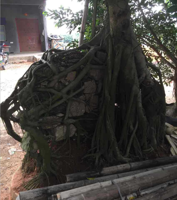福建小葉榕樹(shù)廠家-供應(yīng)商-批發(fā)