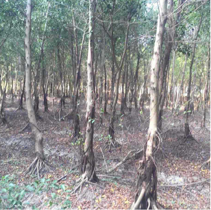 福建小葉榕樹(shù)苗廠家-供應(yīng)商-批發(fā)