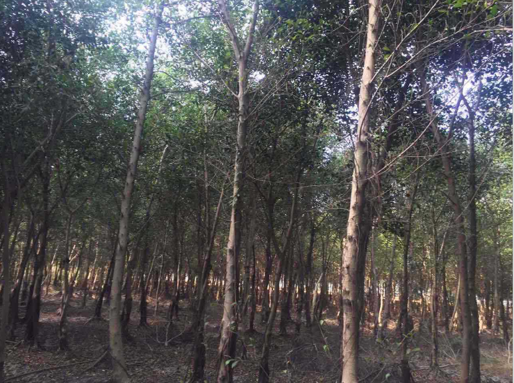 福建小葉榕樹(shù)苗廠家-供應(yīng)商-批發(fā)