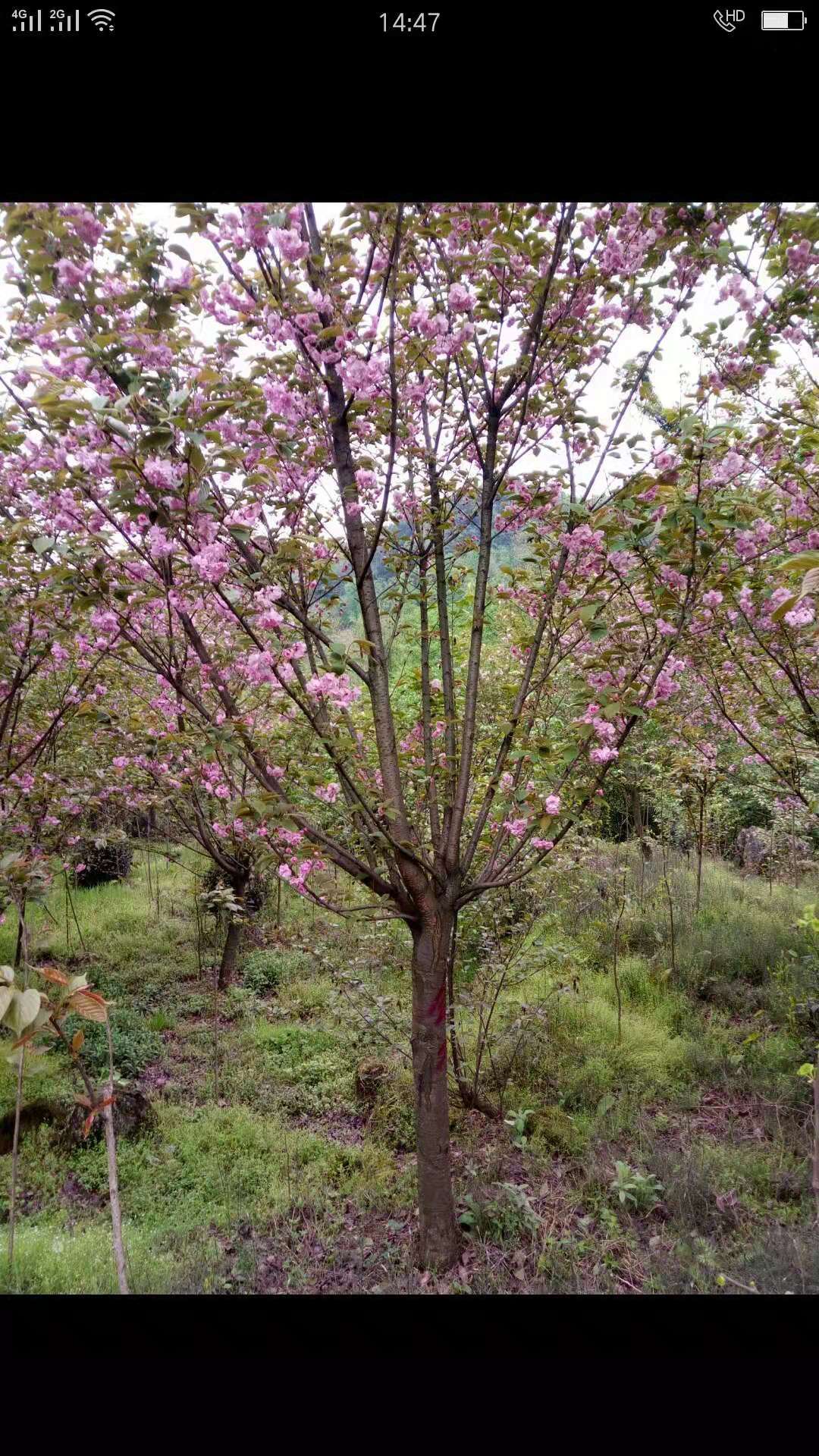成都80公分櫻花樹(shù)種植基地批發(fā)價(jià)格多少錢(qián)一棵-哪里有賣(mài)