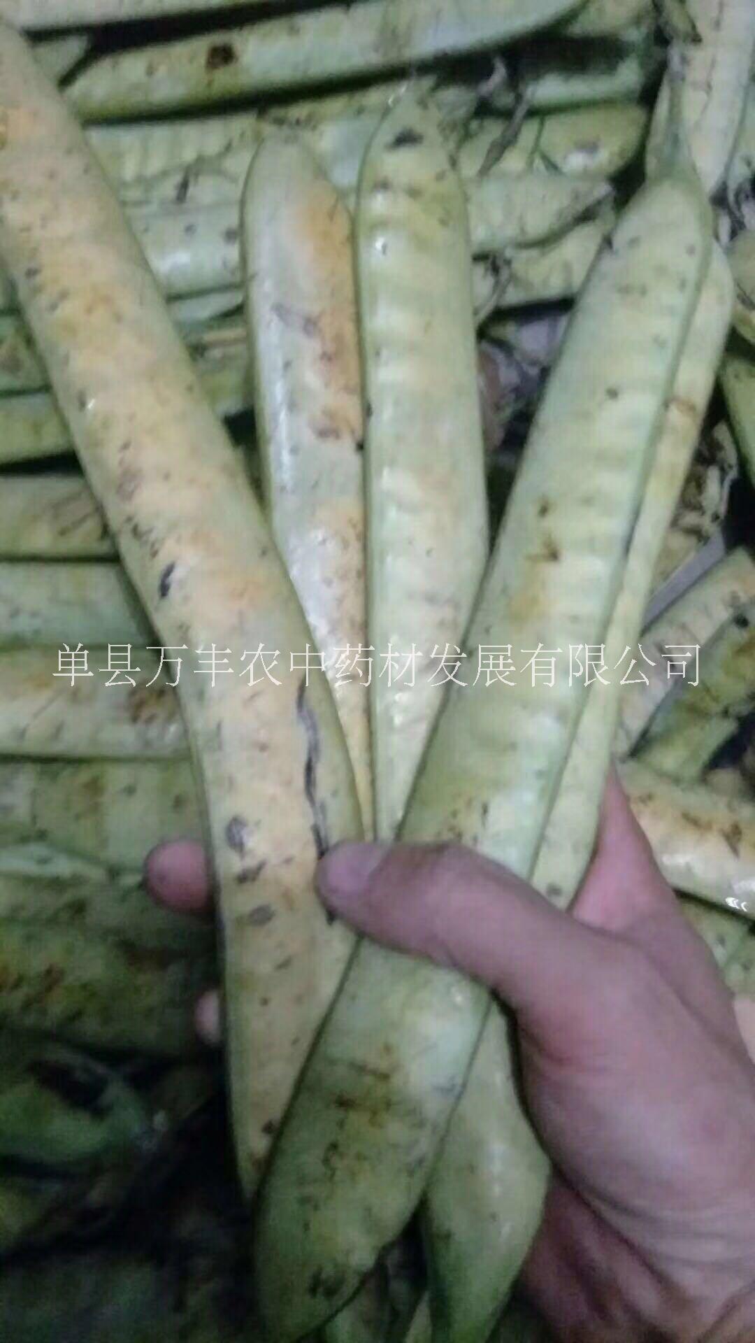魯皂一號皂角良種嫁接苗 魯皂一號良種嫁接苗
