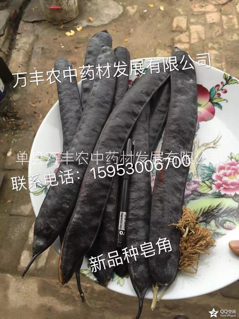 魯皂一號1-2年皂角苗
