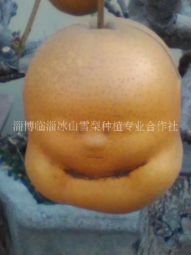 冰山雪梨 臨淄冰山雪梨