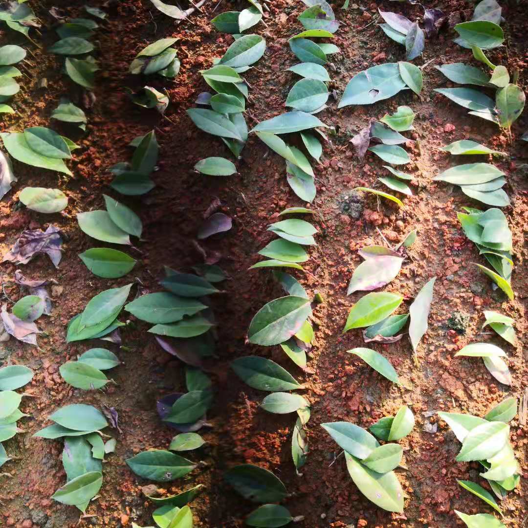 批發(fā)新貨烏飯樹(shù)樹(shù)苗，廠家直銷，大量供應(yīng)