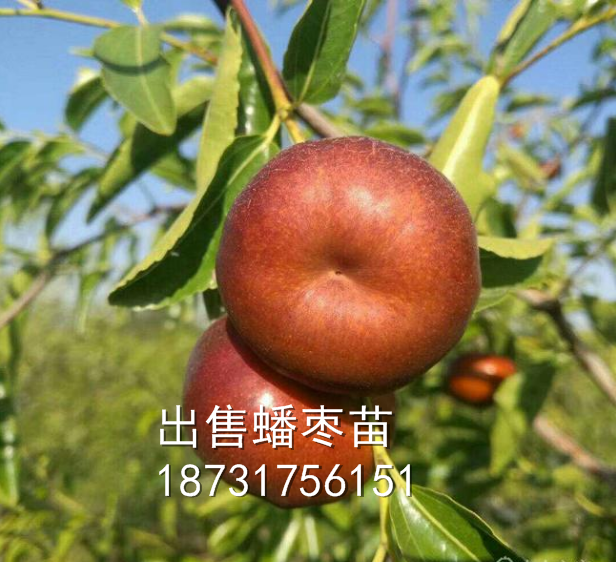 出售蟠棗苗，3公分蟠棗樹苗多少錢