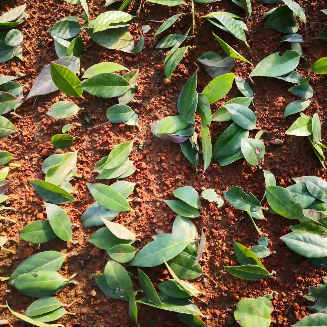 批發(fā)新貨烏飯樹(shù)樹(shù)苗，廠家直銷，大量供應(yīng)