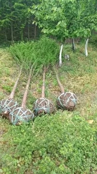 供應(yīng)河南10公分落羽杉批發(fā)，句容落羽杉產(chǎn)地信息