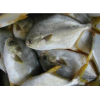 廣東湛江金鯧魚養(yǎng)殖基地-【忠海潤海水魚苗養(yǎng)殖】