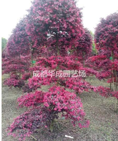 四川成都紅花繼木種植基地_四川成都紅花繼木種植批發(fā)價(jià)格_【成都華成園藝場】