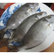 廣東湛江泥猛魚養(yǎng)殖基地-【忠海潤海水魚苗養(yǎng)殖】