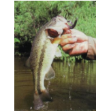 湛江金目爾魚養(yǎng)殖基地-【忠海潤海水魚苗養(yǎng)殖】