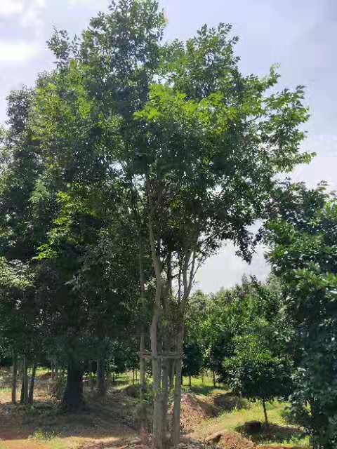 叢生樸樹出售_益陽叢生樸樹基地_益陽叢生樸樹價格_益陽叢生樸樹報價