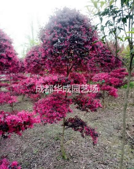 四川成都紅花繼木種植基地-【成都華成園藝場(chǎng)】