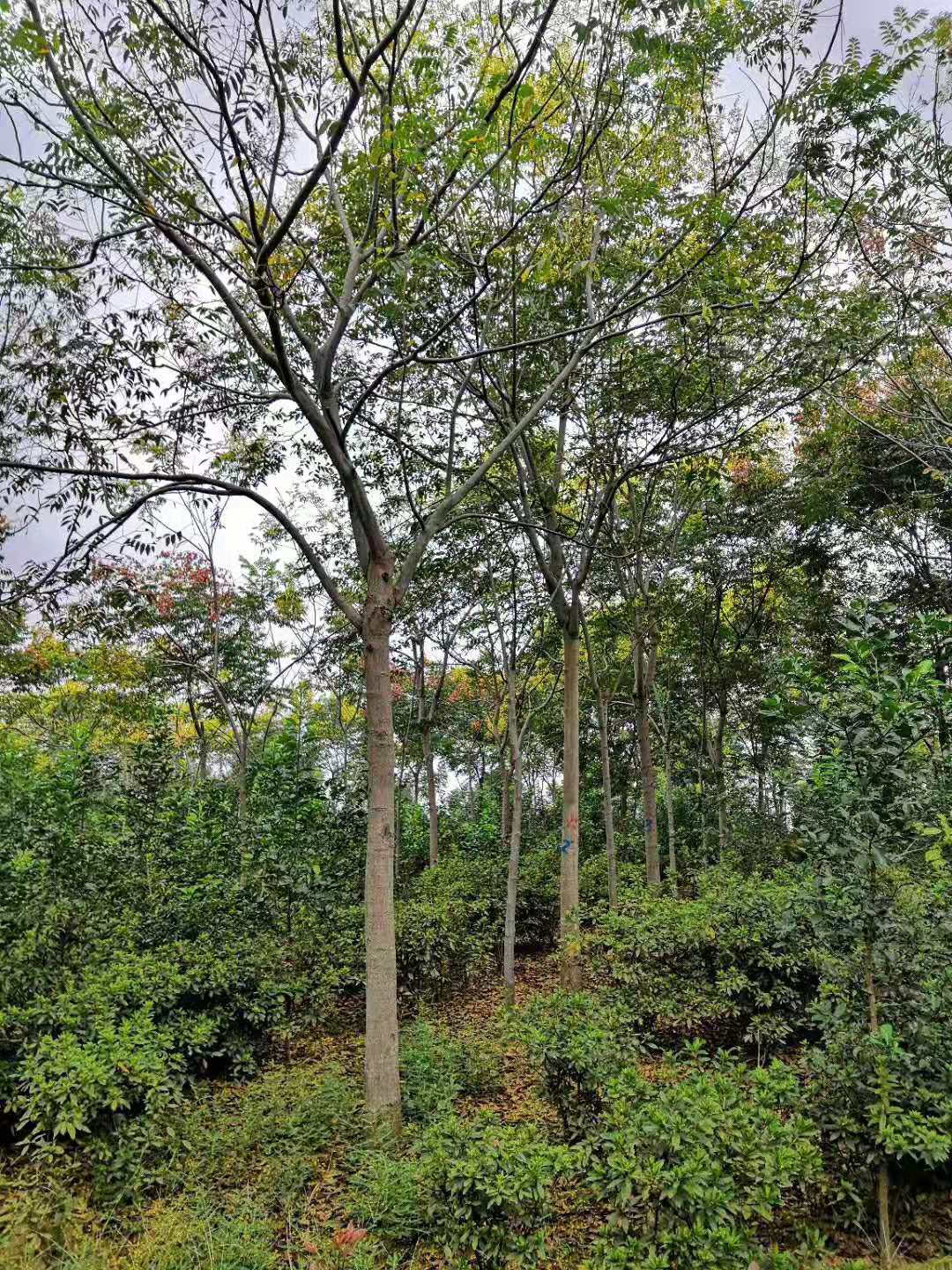 湖南益陽15-30公分欒樹基地直銷報價價格多少錢
