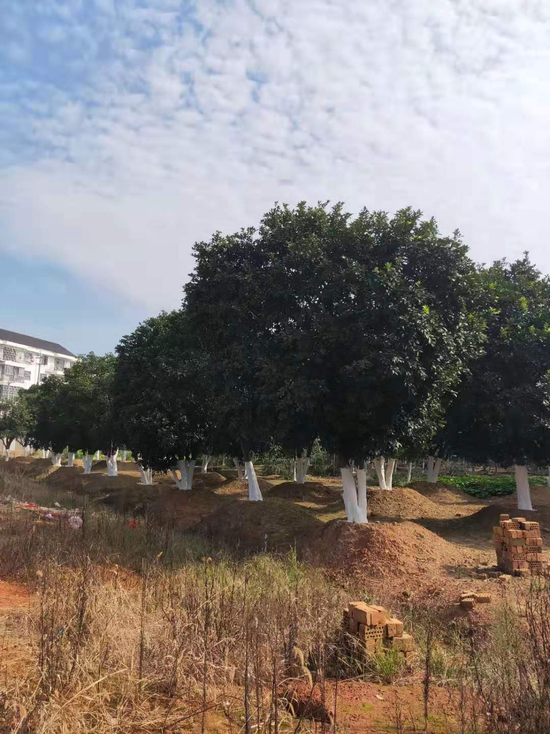 香泡樹出售，益陽香泡樹基地，益陽香泡樹價(jià)格，益陽香泡樹報(bào)價(jià) 香泡樹出售