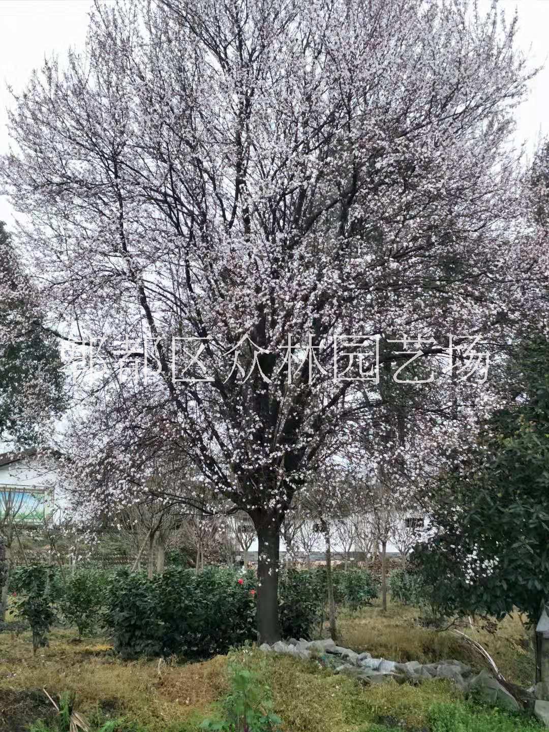 四川5cm紅葉李價(jià)格 四川紫葉李葉李供應(yīng)