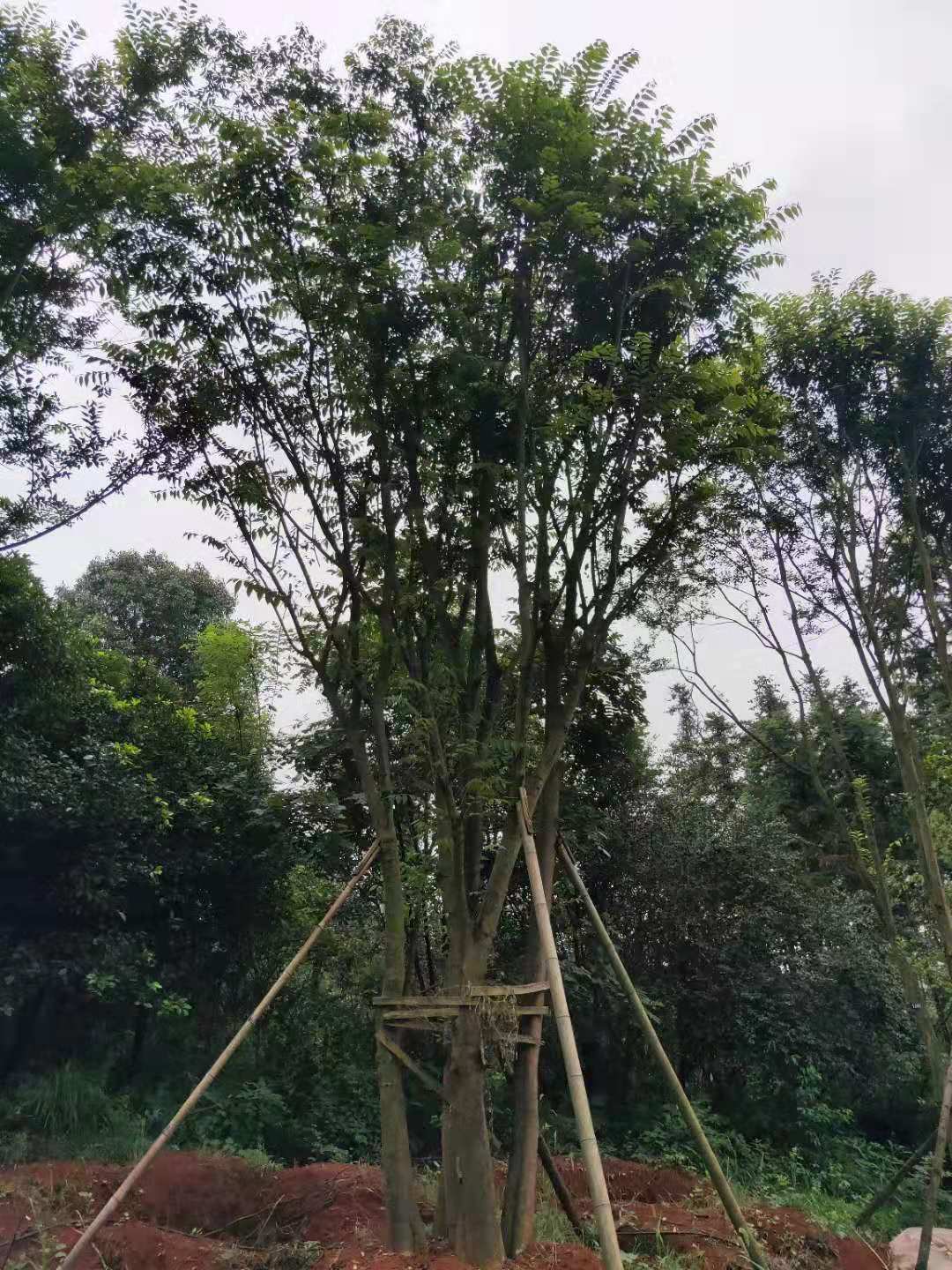 叢生樸樹出售_益陽叢生樸樹基地_益陽叢生樸樹價格_益陽叢生樸樹報價