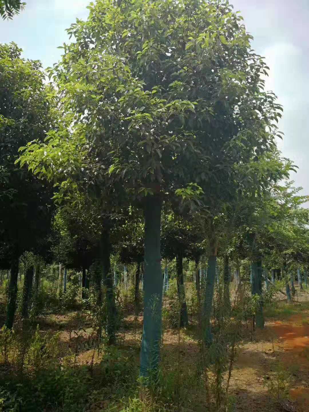 截桿香樟出售，益陽(yáng)香樟基地，益陽(yáng)香樟價(jià)格，益陽(yáng)香樟報(bào)價(jià)