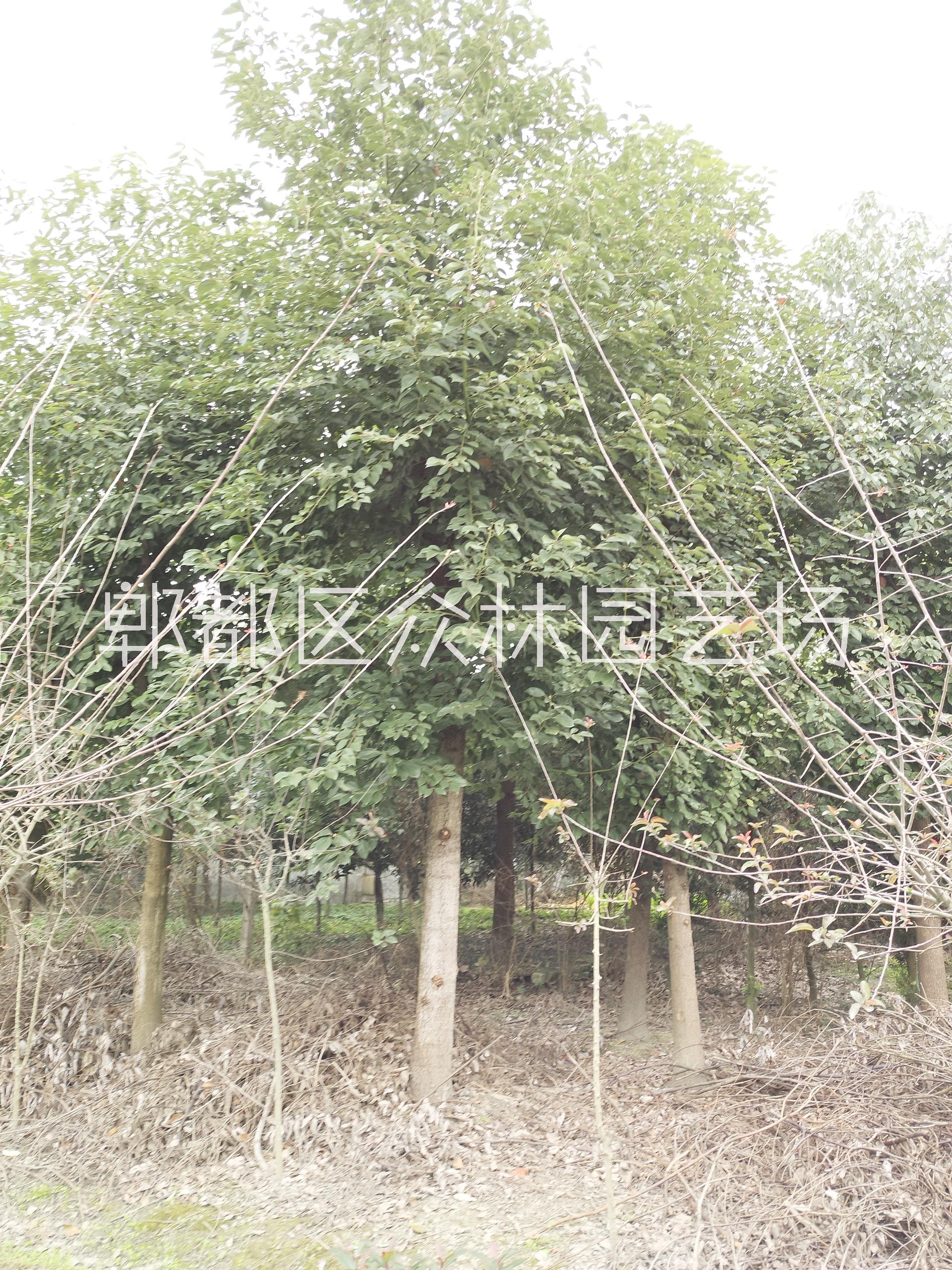 四川成都5-30cm香樟價(jià)格成都獨(dú)桿、叢生香樟   香樟苗圃基地