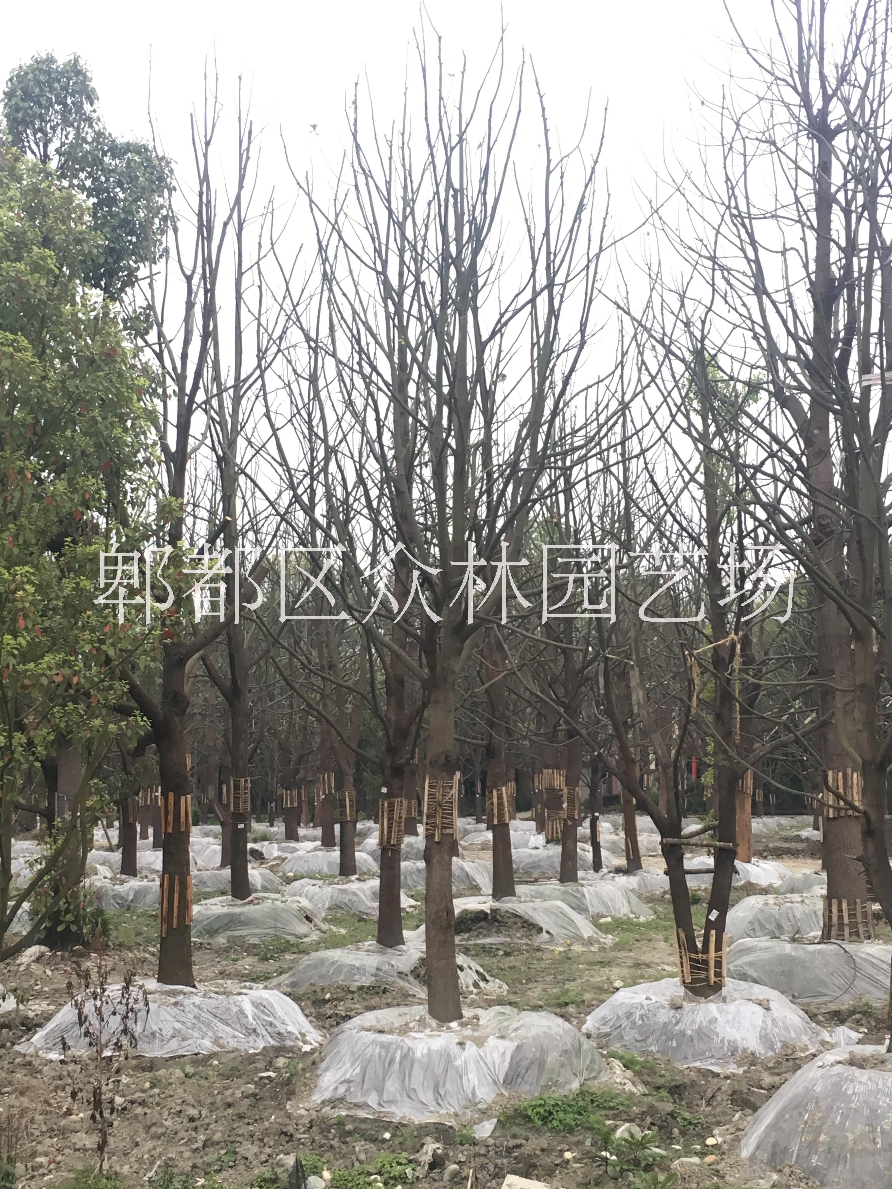 四川成都5-30cm香樟價(jià)格成都獨(dú)桿、叢生香樟   香樟苗圃基地