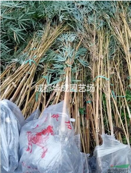 四川琴絲竹種植基地_四川琴絲竹種植批發(fā)價(jià)格_【成都華成園藝場(chǎng)】