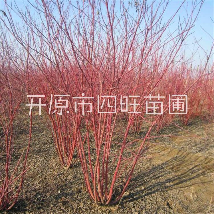 東北遼寧供應(yīng) 紅瑞木 涼子木 紅梗木小苗容器苗耐寒落葉灌木*惠規(guī)格齊全