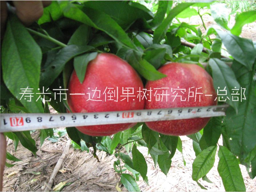 7-62油桃 桃苗 桃苗價格 基地供應(yīng)