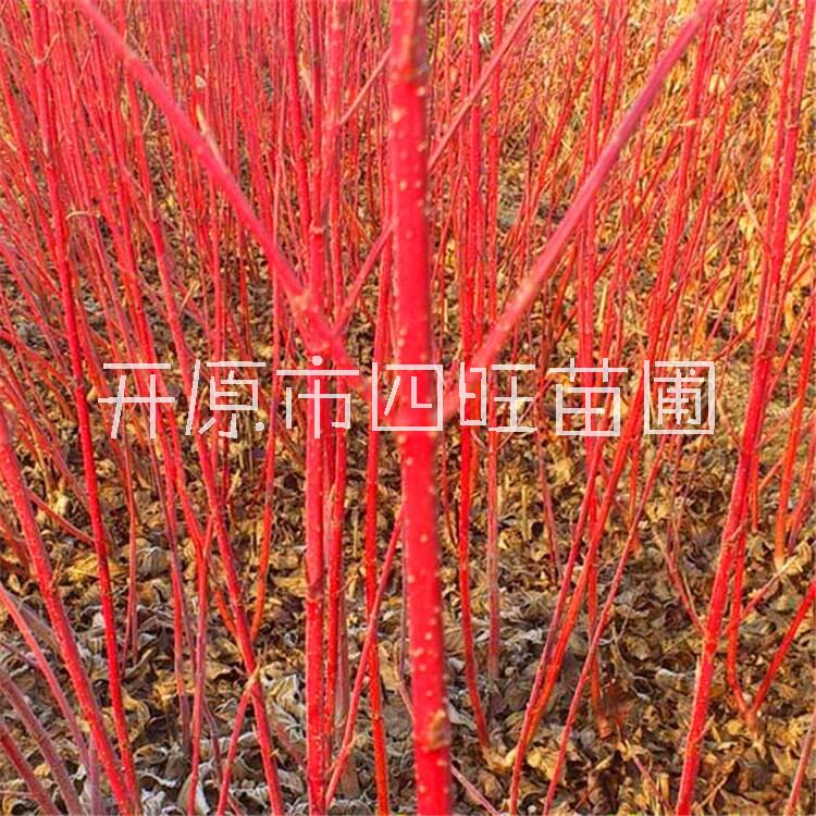 東北遼寧供應(yīng) 紅瑞木 涼子木 紅梗木小苗容器苗耐寒落葉灌木*惠規(guī)格齊全