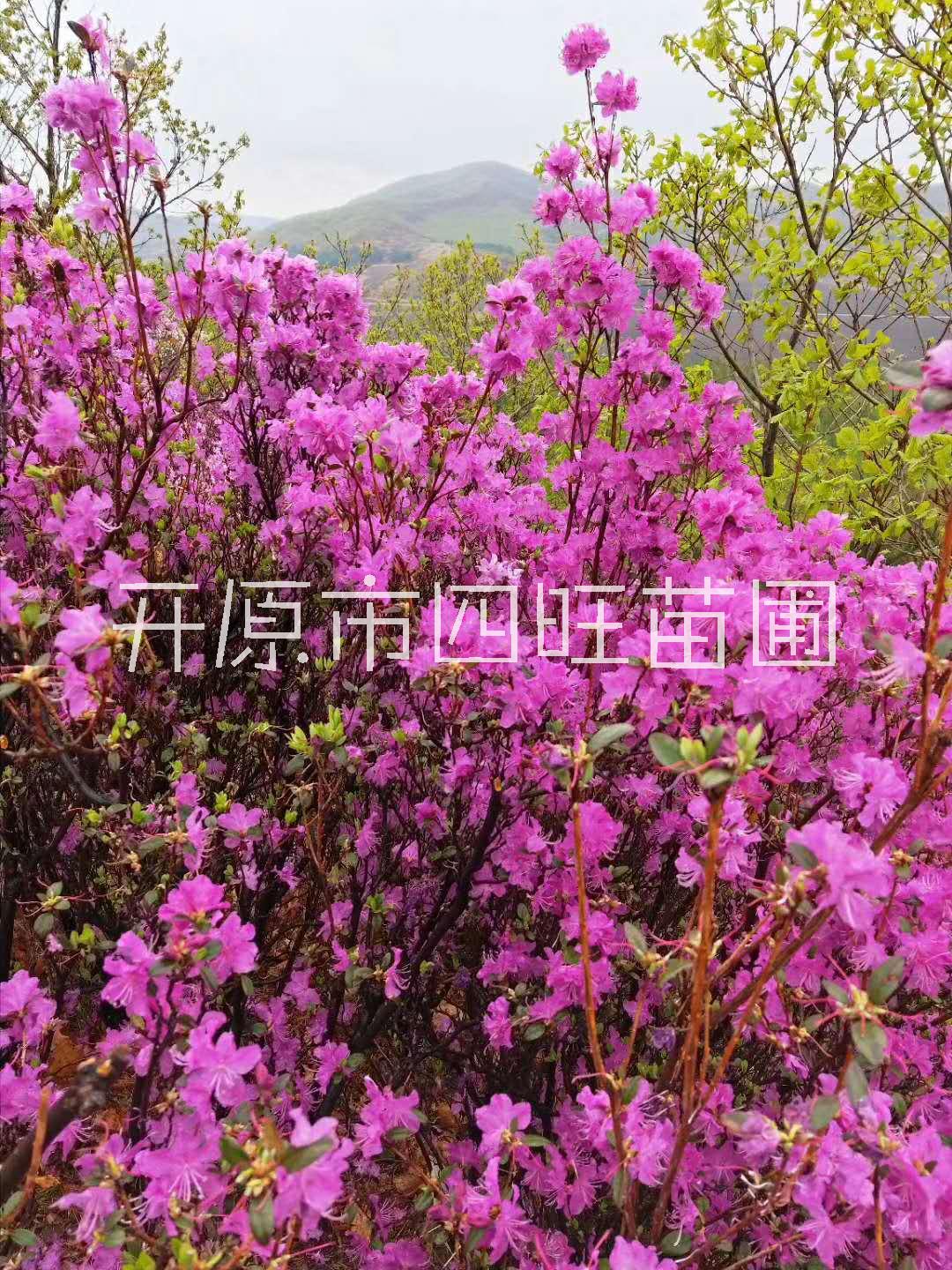 東北遼寧供應(yīng)興安* 映山紅 達(dá)子香小苗 容器苗耐寒灌木花卉價(jià)格合理量大優(yōu)惠
