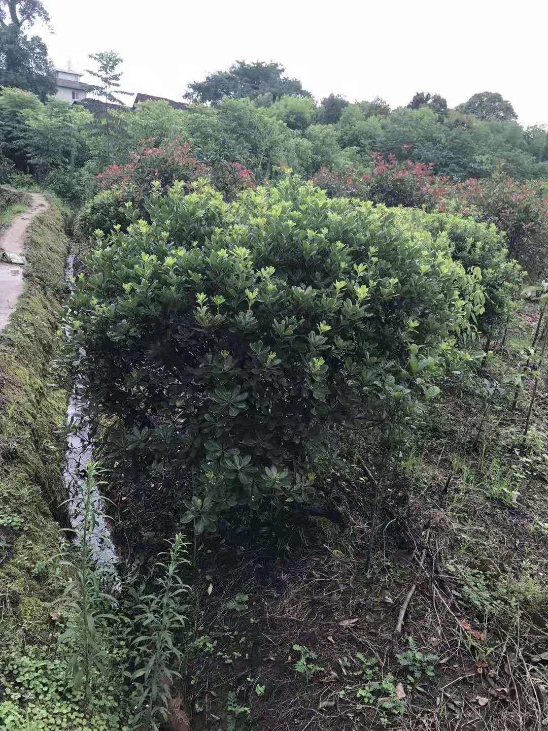 湖南球灌木種植基地