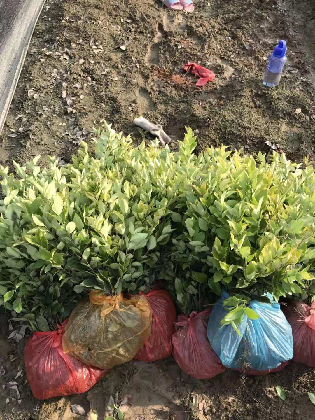 湖南郴州金森女貞種植基地