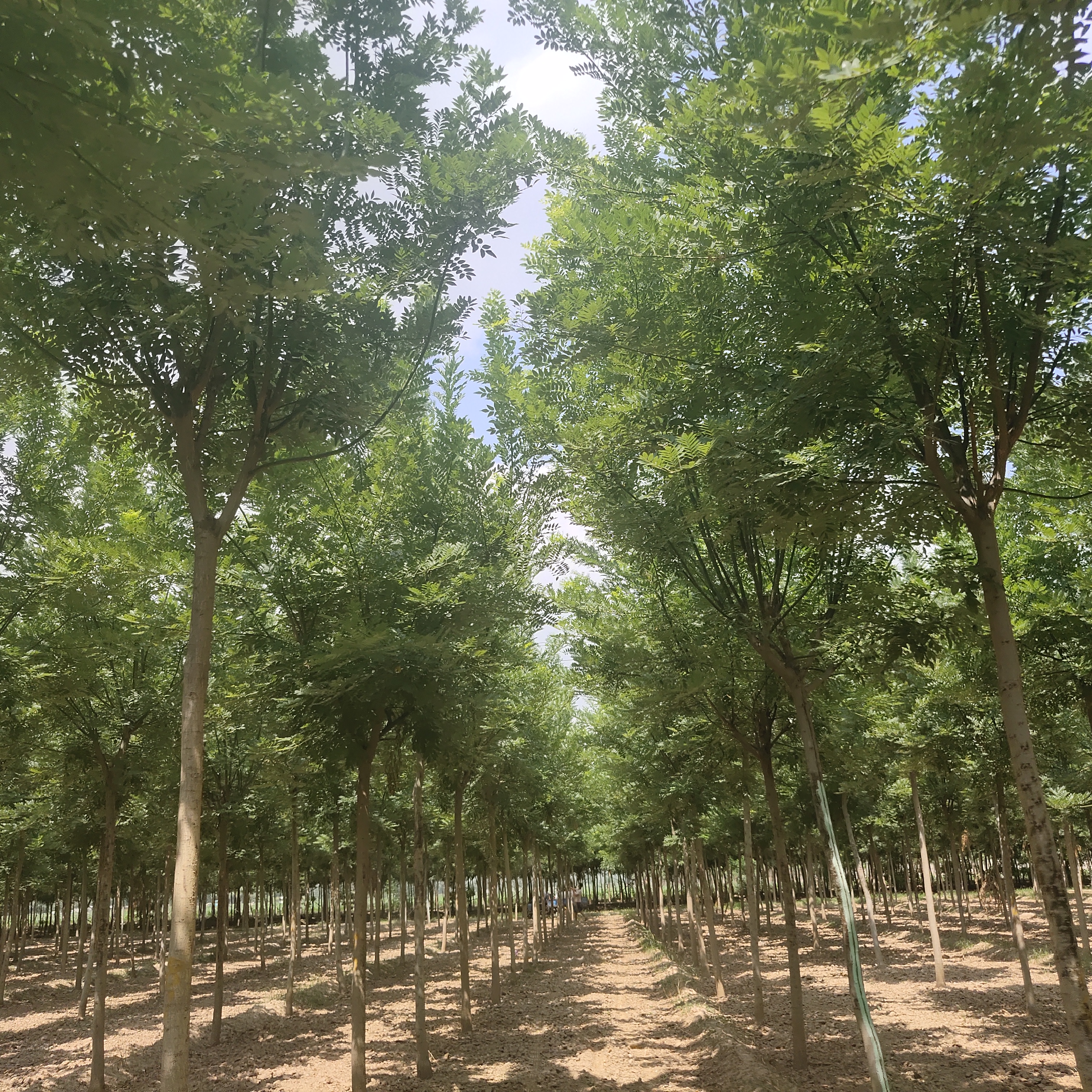 *原生10公分國槐  山東國槐種植銷售基地  園林批量3公分-20公分銷售國槐價格
