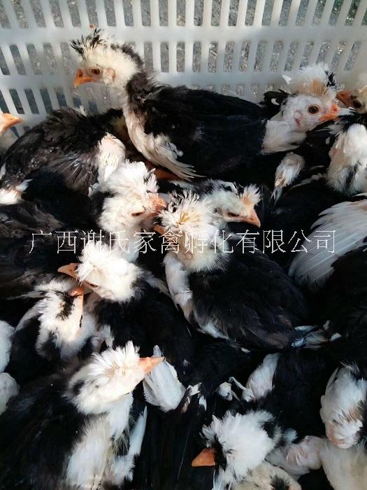 廣西南寧貴妃雞苗批發(fā)