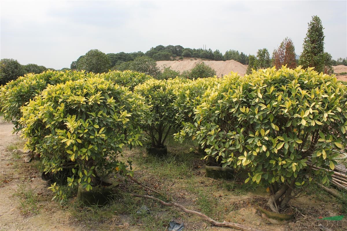 廣東金葉榕種苗種植基地直銷 歡迎來電咨詢15059228086