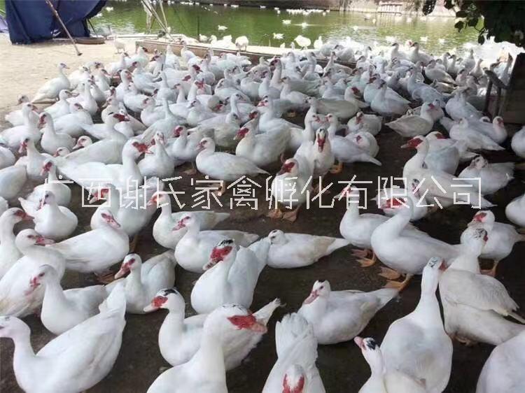 廣西南寧西洋鴨M18一點頭鴨苗批發(fā)