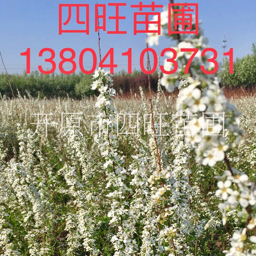 東北遼寧供應(yīng) 珍珠繡線菊 日本金山金焰繡線菊 綠籬小苗價(jià)格合理規(guī)格齊全