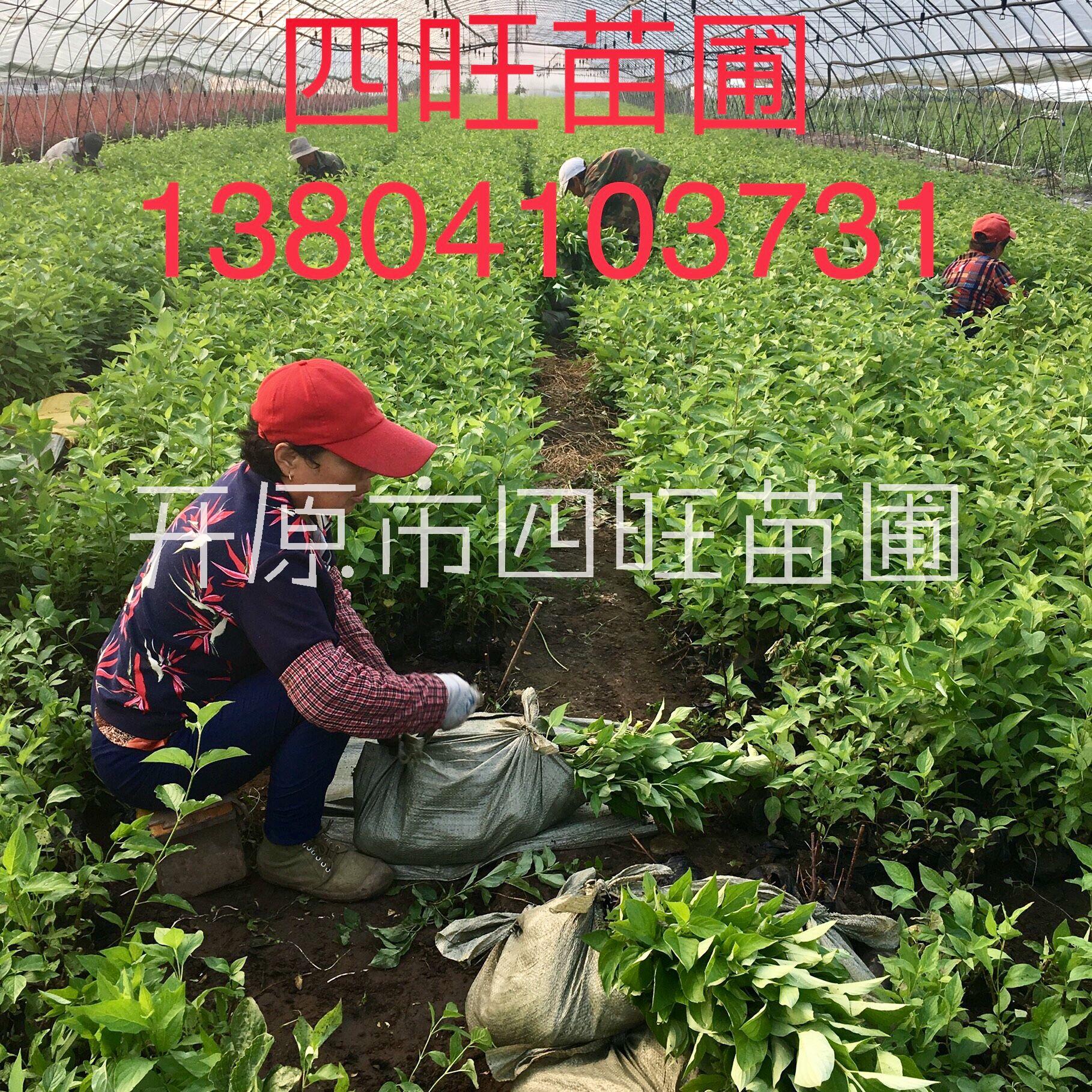 東北遼寧供應(yīng) 不老莓 容器苗扦插小苗果 *惠