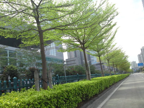 廣東小葉欖仁種苗大樹(shù)種植基地直銷(xiāo) 15059228086