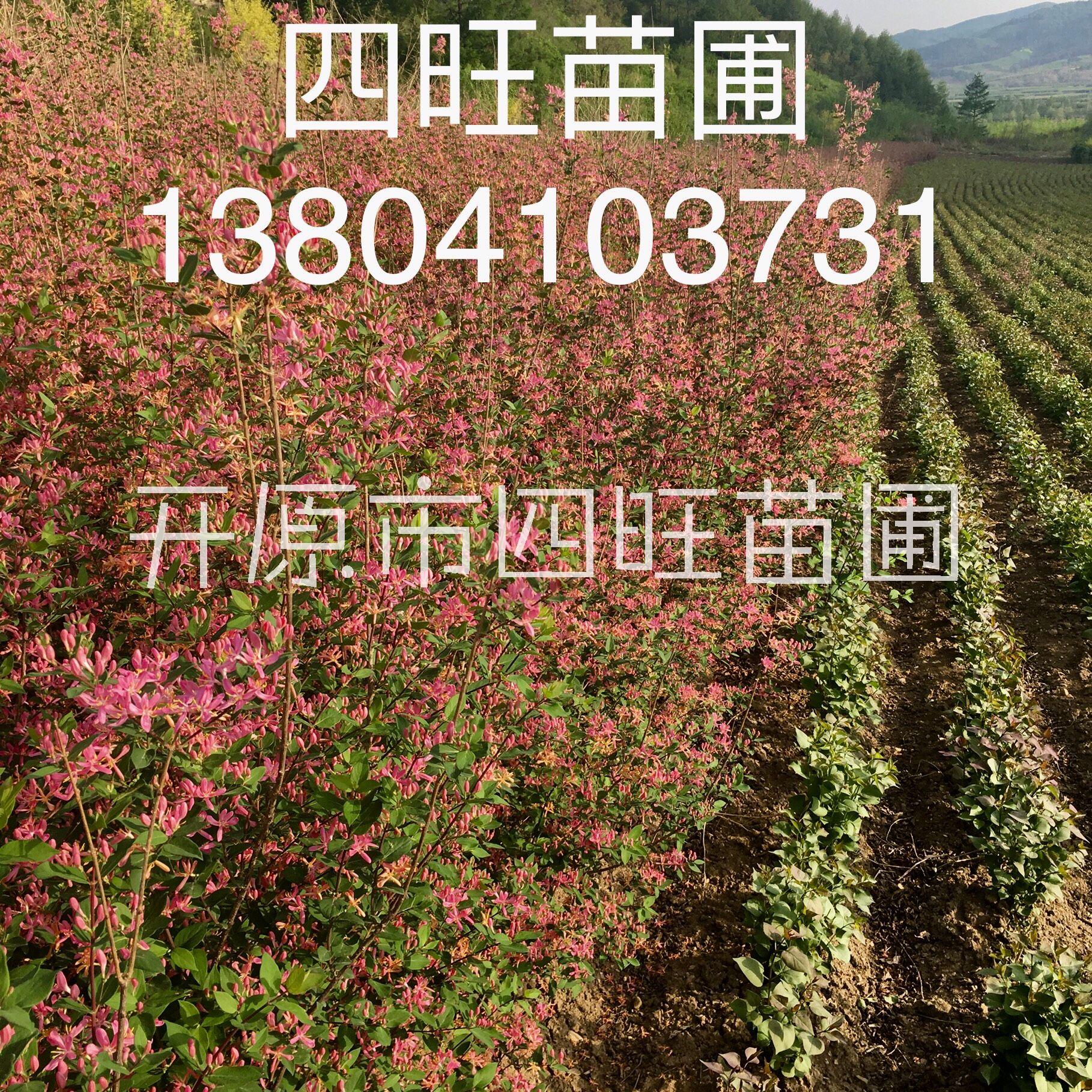 東北遼寧供應藍葉忍冬綠籬灌木 金銀紅花忍冬播種小苗*惠
