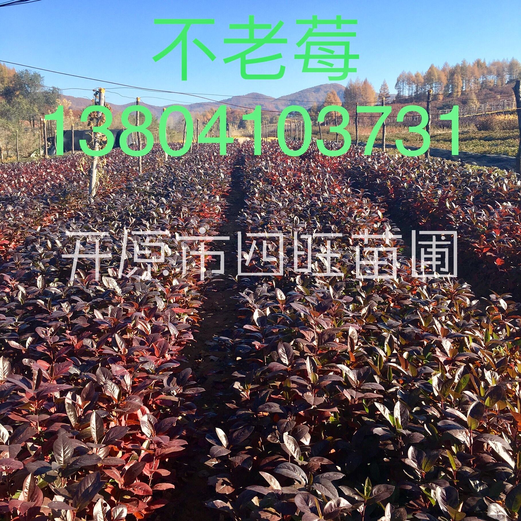 東北遼寧供應(yīng) 不老莓 容器苗扦插小苗果 *惠