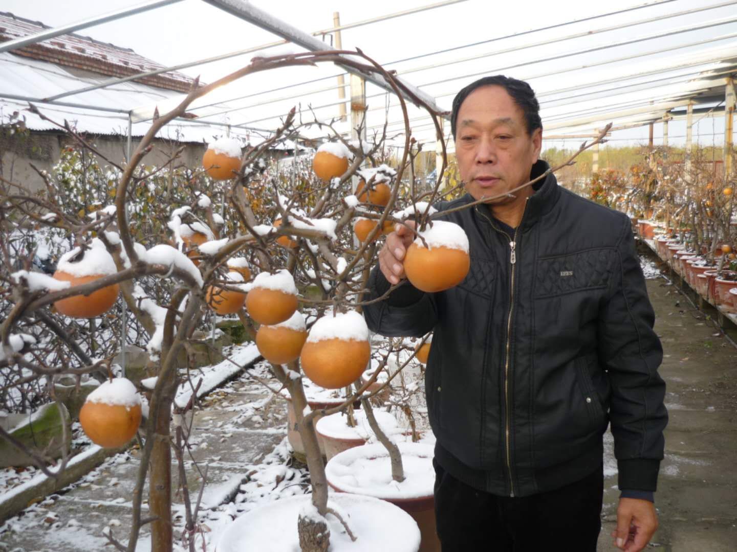 梨樹盆景價格、報價、批發(fā)【淄博臨淄冰山雪梨種植專業(yè)合作社】